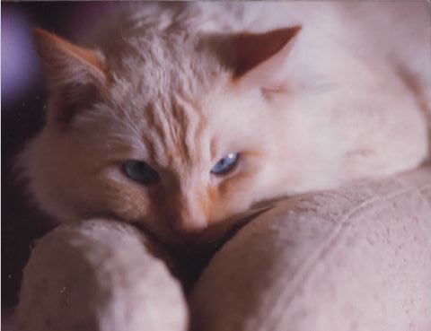 Bozo Was the Perfect Name ~ A Cat&nbsp;Tale