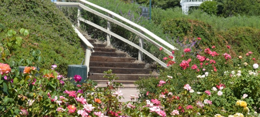 South Coast Botanic Garden, LA ~&nbsp;Photos