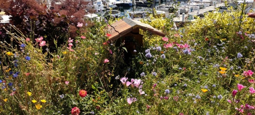 Gorgeous Summer Day, Bainbridge Island, WA ~&nbsp;Photos