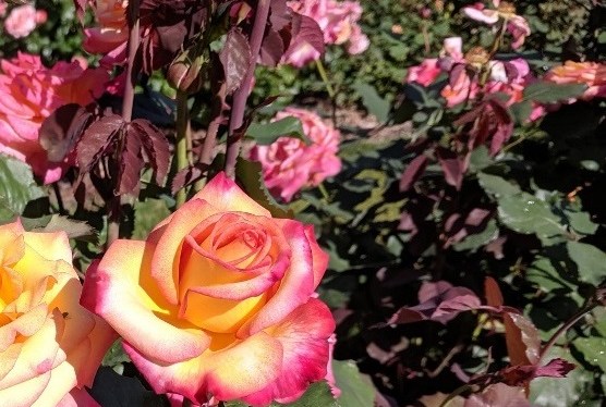 Rose Garden, Point Defiance Park, Tacoma, WA ~&nbsp;Photos