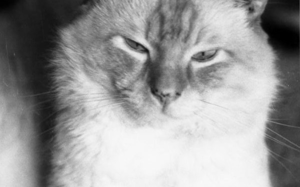 Memories of Feline Friends ~ Bozo Travels to MN, First Class, Part&nbsp;2