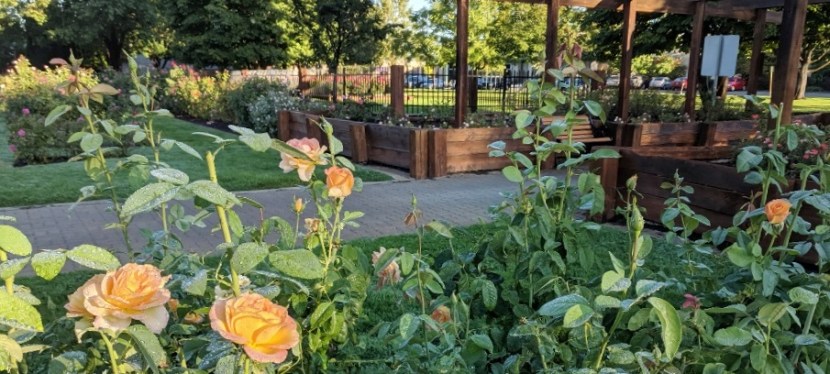 Boise Rose Garden,&nbsp;Idaho