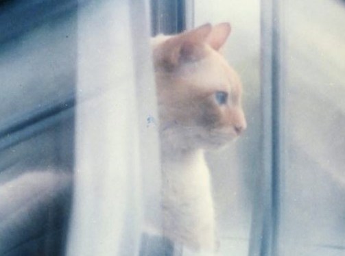 Quotes ~ Cats ~&nbsp;Photos