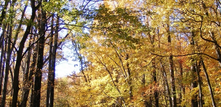 Quotes ~ About Trees ~&nbsp;Photos