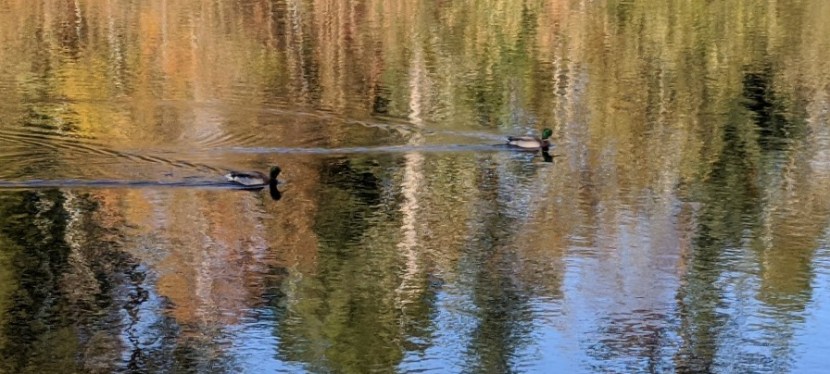 Photos ~ Lingering Fall  ~  Gig Harbor, WA – Nov&nbsp;2020