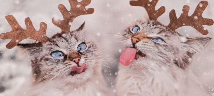 Merry Christmas ~ Favorite Christmas Quotes ~ Dec 2025