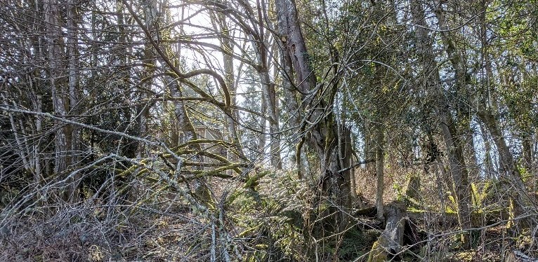 Beautiful Trees, Winter ~ Gig Harbor, WA ~&nbsp;Quotes