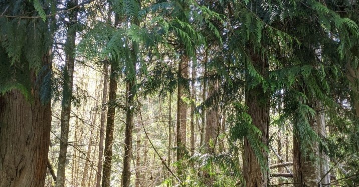 A Walk with Nature ~ Photos, Gig Harbor,&nbsp;WA