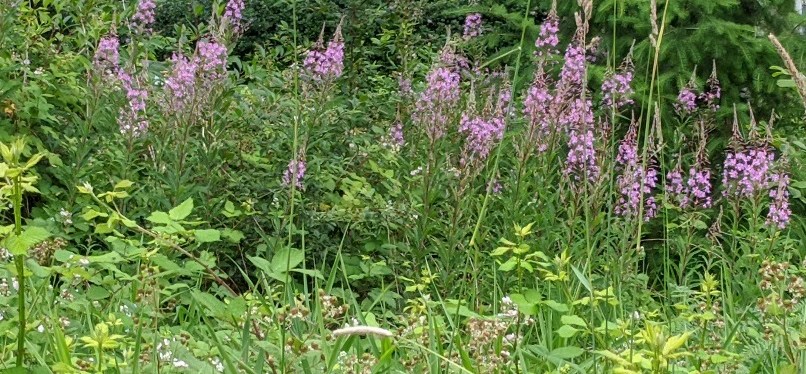 Wildflowers Along a Trail ~ Gig Harbor, WA ~ Quotes ~&nbsp;Photos