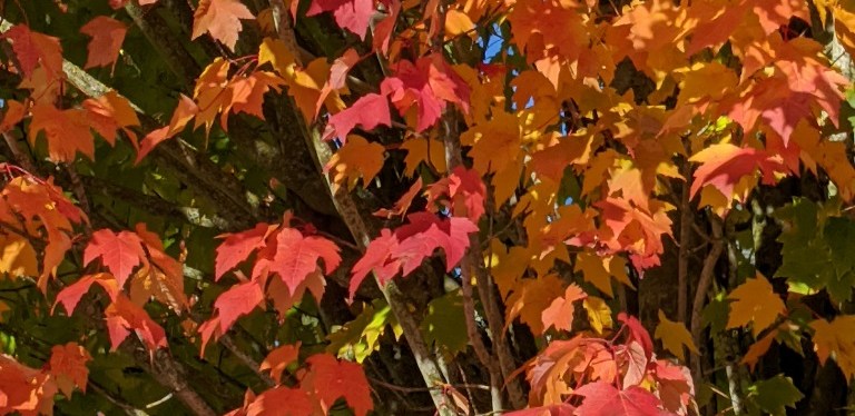 Autumn Colors ~ Gig Harbor, WA ~ Photos ~ Quotes ~ October&nbsp;2021