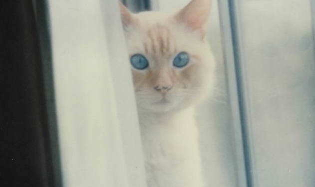 Happy National Pet Day ~ Photos ~ Quotes ~ April 11,&nbsp;2023