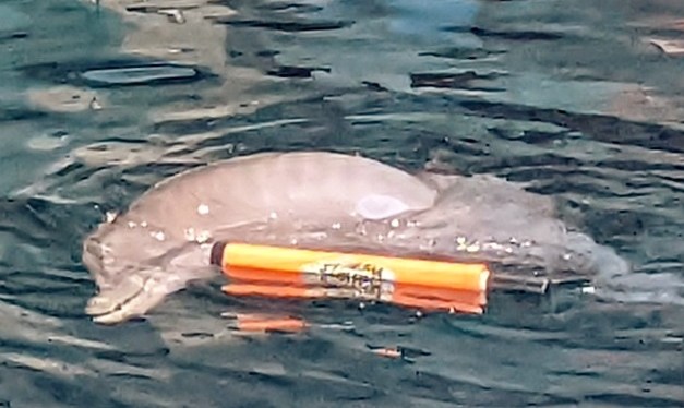 Clearwater Marine Aquarium, Florida ~ Photos ~ Quotes ~ May&nbsp;2022