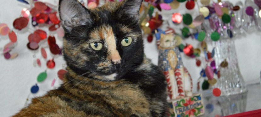 National Hug Your Cat Day ~ June 4, 2022 ~ Photos ~&nbsp;Quotes