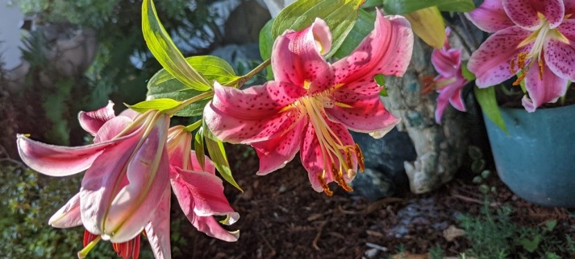 Summer Flowers ~ Quotes ~ Photos ~ August&nbsp;2022