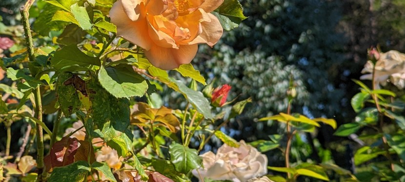 Fall Begins ~ Point Defiance Park, Tacoma, WA ~ Sep 2022