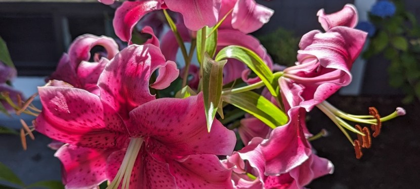 Lilies ~ Quotes ~&nbsp;Photos