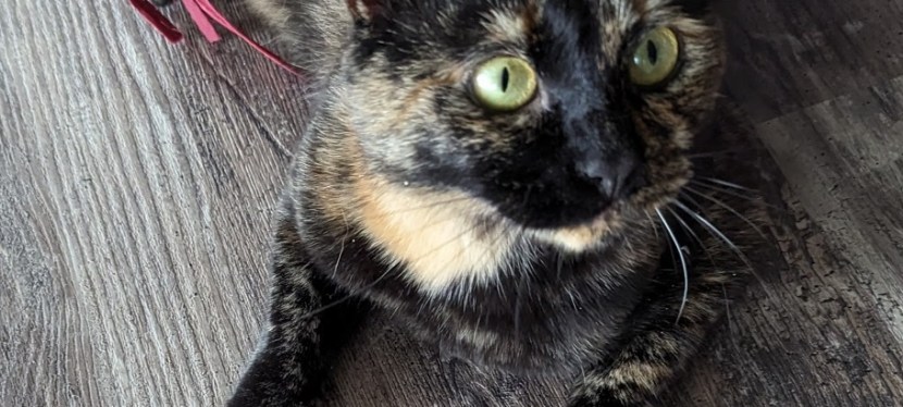 Here’s Sabrina ~ A Beautiful Feline ~ Photos ~&nbsp;Quotes