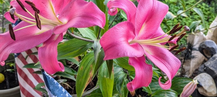 Garden Flowers ~ Quotes ~ Photos ~ July&nbsp;2024