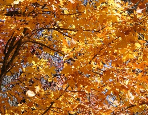 Memories ~ Favorite Photos of Autumn Colors ~ Quotes ~ September&nbsp;2024