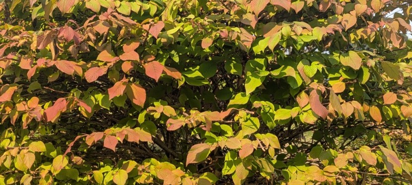 Summer Fades … Photos ~ Quotes