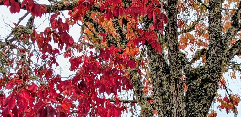 Lingering Autumn ~ Photos ~ Quotes November 2025