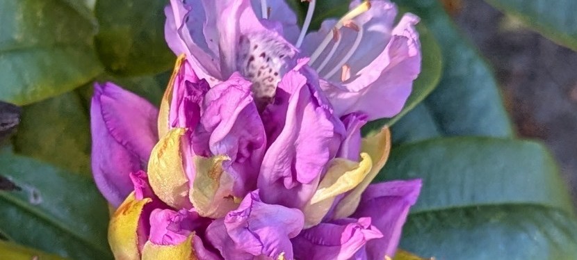 Spring Flowers ~ Quotes ~&nbsp;Photos
